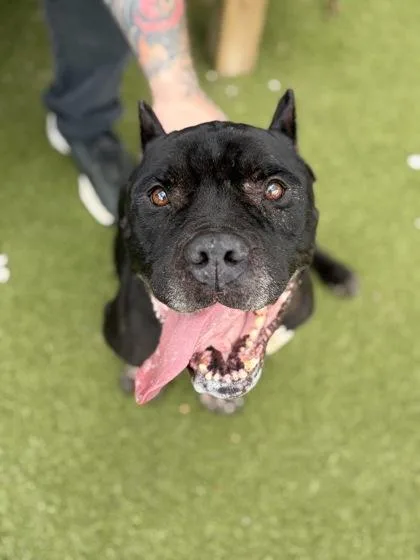 An adult large-sized male Pit Bull Terrier dog named Servo for adoption in Atlanta, GA