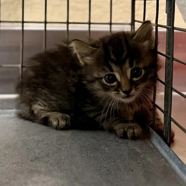 A baby small-sized male Domestic Medium Hair cat named Bean for adoption in Fort Myers, FL