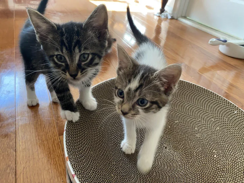 A baby medium-sized female White Domestic Short Hair cat named Cherish for adoption in Herndon, VA