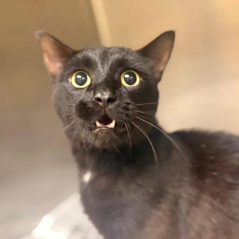 An adult medium-sized male Black Domestic Short Hair cat named Bankz for adoption in Winston-Salem, NC