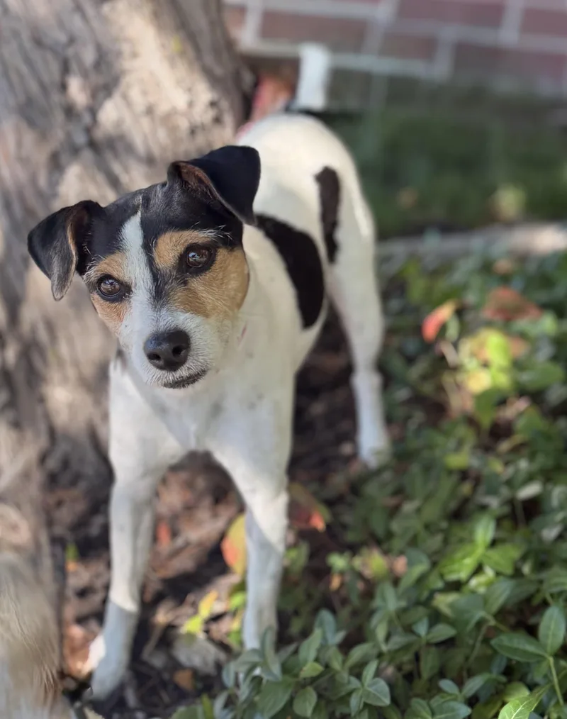 An adult small-sized female Tricolor (Brown, Black, & White) Jack Russell Terrier dog named Ladybug for adoption in St. Paul, MN