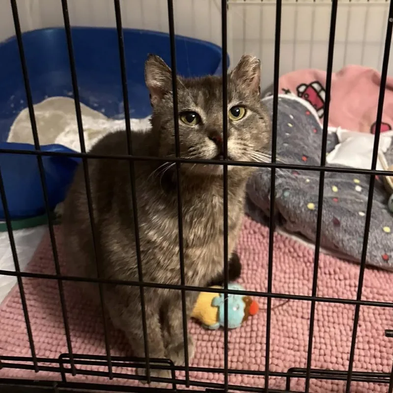 A young large-sized male Gray / Blue / Silver Domestic Medium Hair cat named Arnold for adoption in Aldie, VA