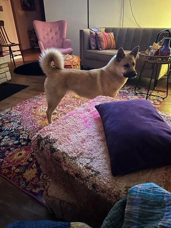 An adult medium-sized female Apricot / Beige Akita dog named Sansa  Courtesy Listing for adoption in Polson, MT