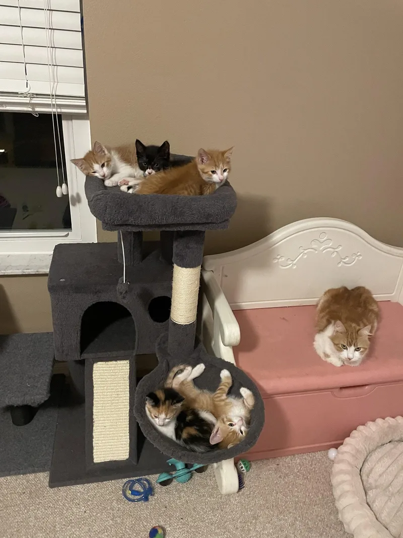 A baby medium-sized male Tabby cat named Curly for adoption in Orlando, FL