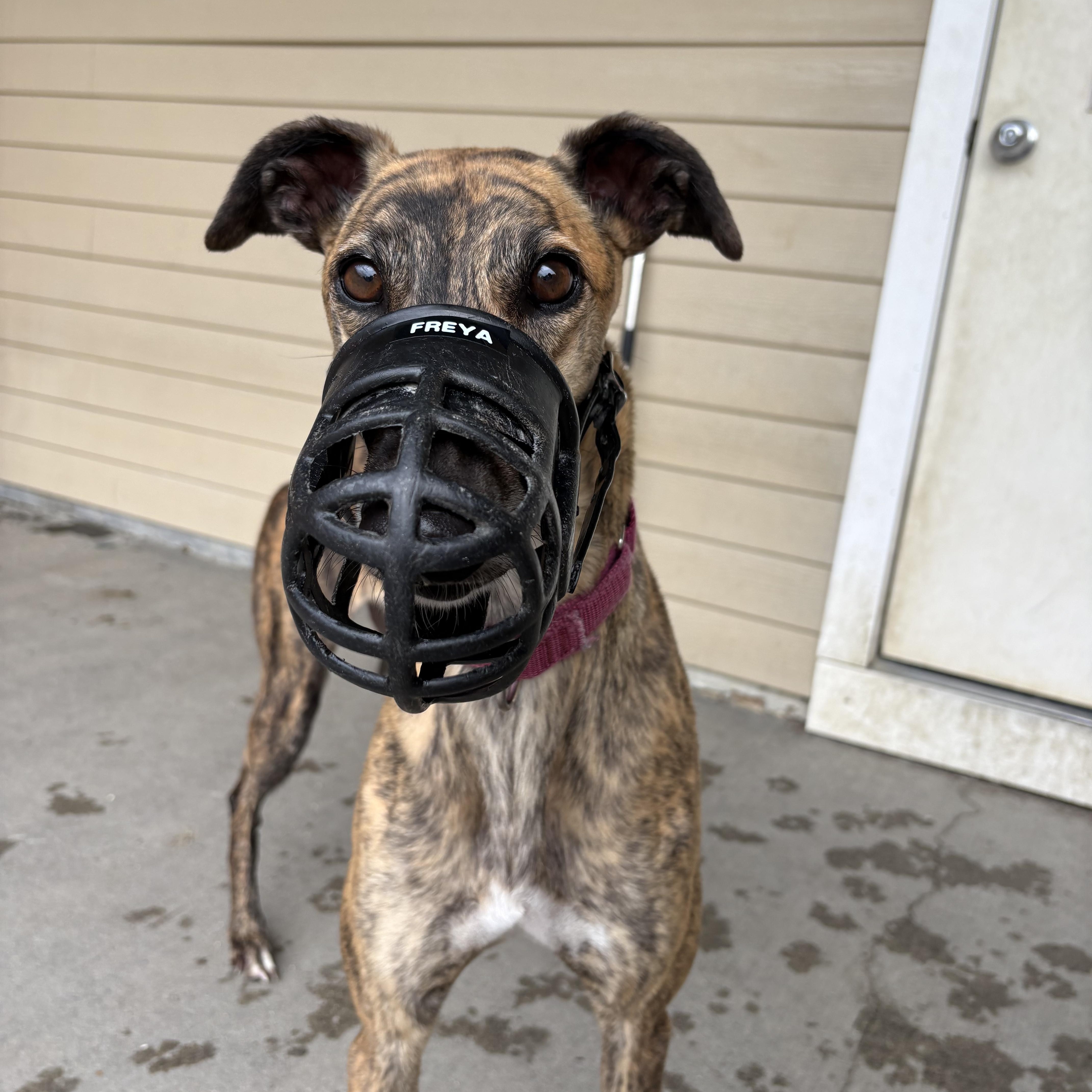 An adult large-sized female Brindle Greyhound dog named Freya for adoption in Swanzey, NH