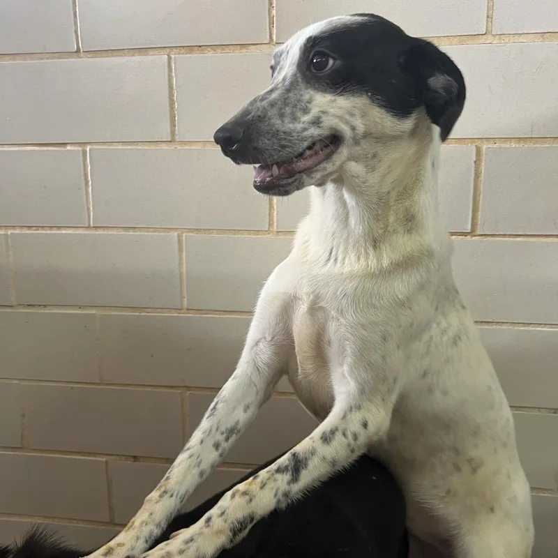 Chamomile thumbnail 2