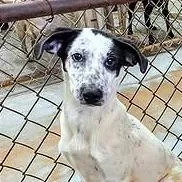 Chamomile thumbnail 3