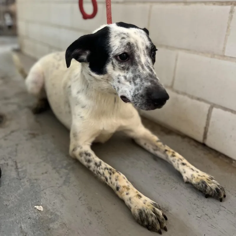 Chamomile thumbnail 4