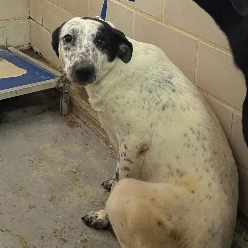 Chamomile thumbnail 5