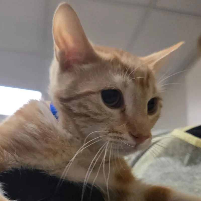 A baby small-sized male Orange / Red Domestic Short Hair cat named Tyke for adoption in Murray, UT
