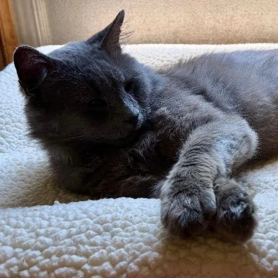 An adult medium-sized male Gray / Blue / Silver Domestic Medium Hair cat named Romey for adoption in Gastonia, NC