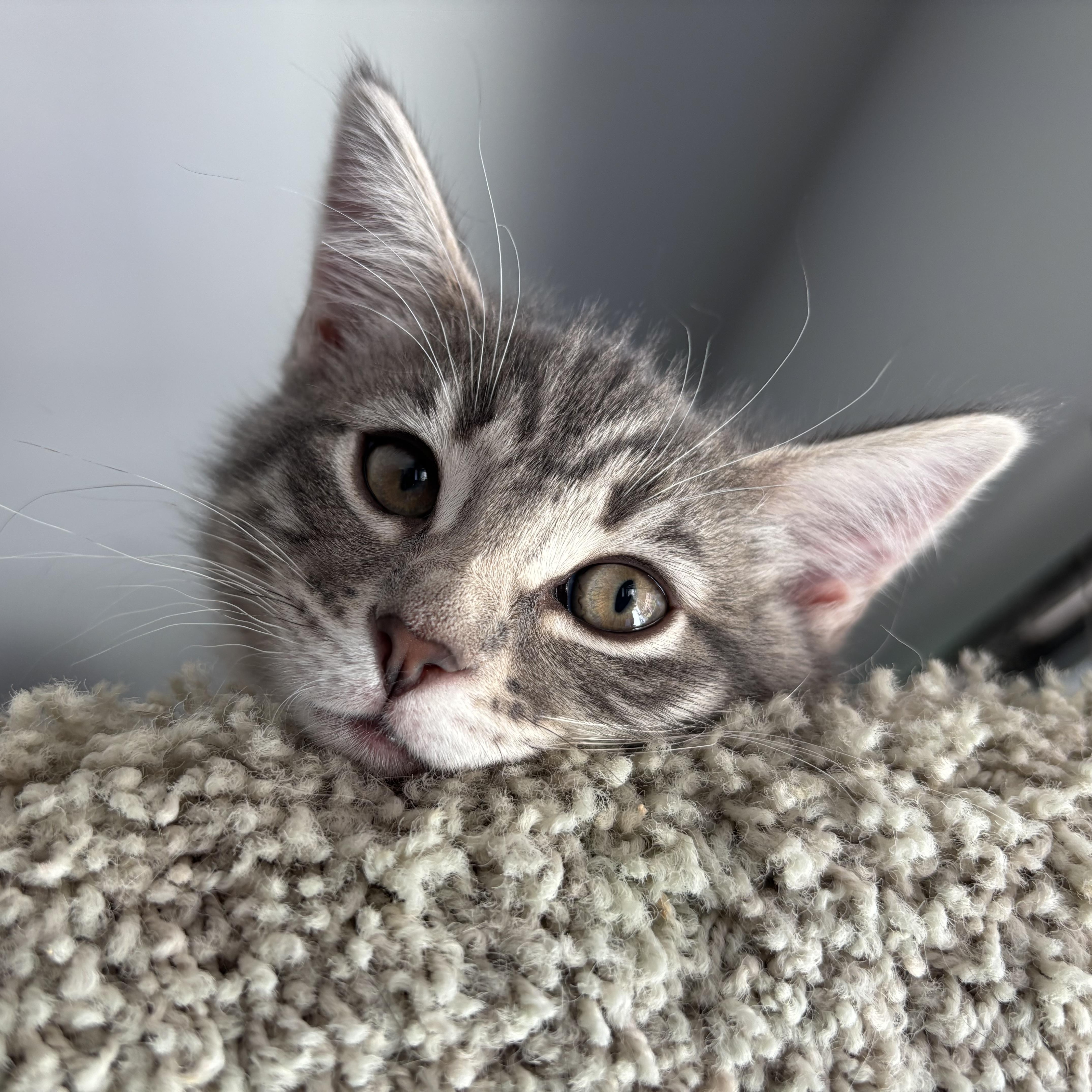 A baby medium-sized female Tabby (Gray / Blue / Silver) Domestic Short Hair cat named Viola for adoption in Renton , WA