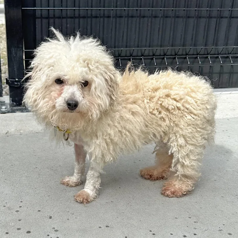 Marshmallow thumbnail 2