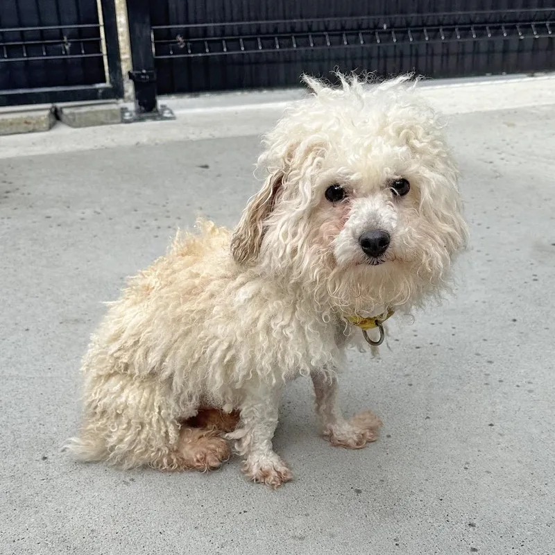 Marshmallow thumbnail 3