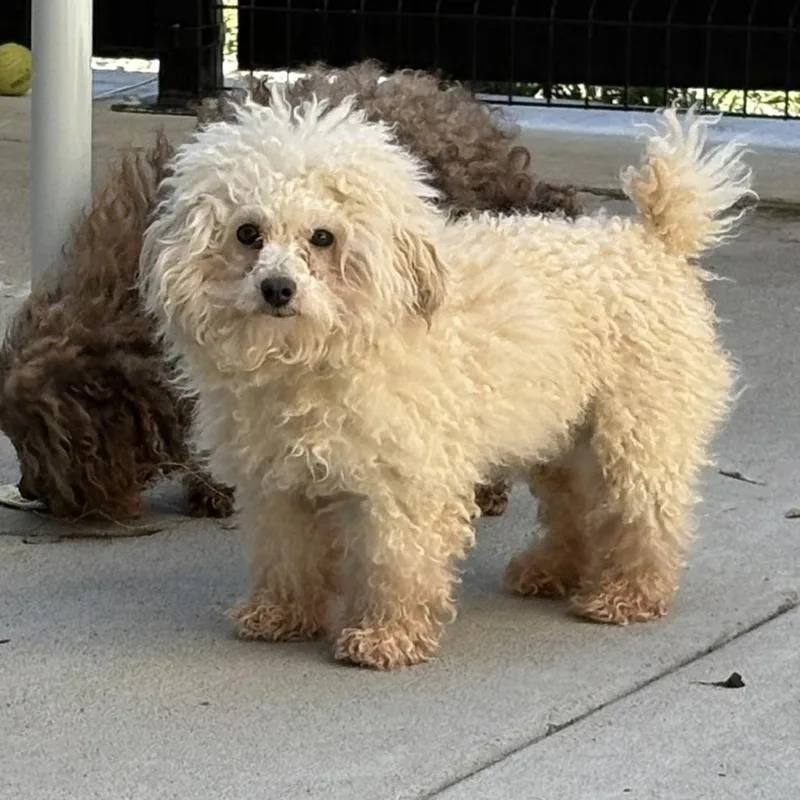 Marshmallow thumbnail 4