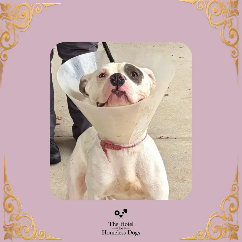 A young medium-sized female White / Cream Terrier dog named Penny for adoption in Cumberland, RI