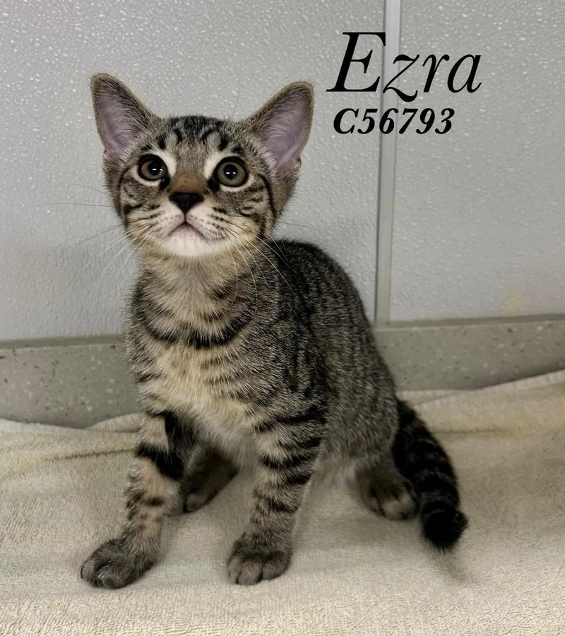 A baby medium-sized male Domestic Short Hair cat named Ezra for adoption in Clarksville, TN