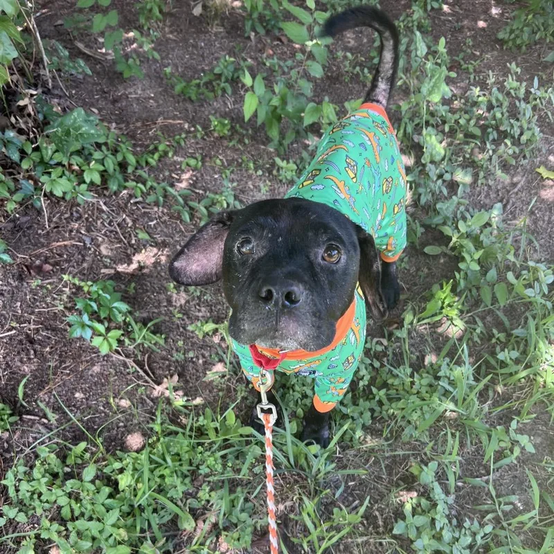 An adult medium-sized male Black Pit Bull Terrier dog named Dwight for adoption in Spring, TX