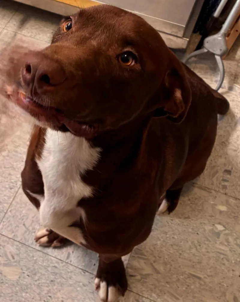 A baby medium-sized male Labrador Retriever dog named Winston for adoption in Sandusky, OH
