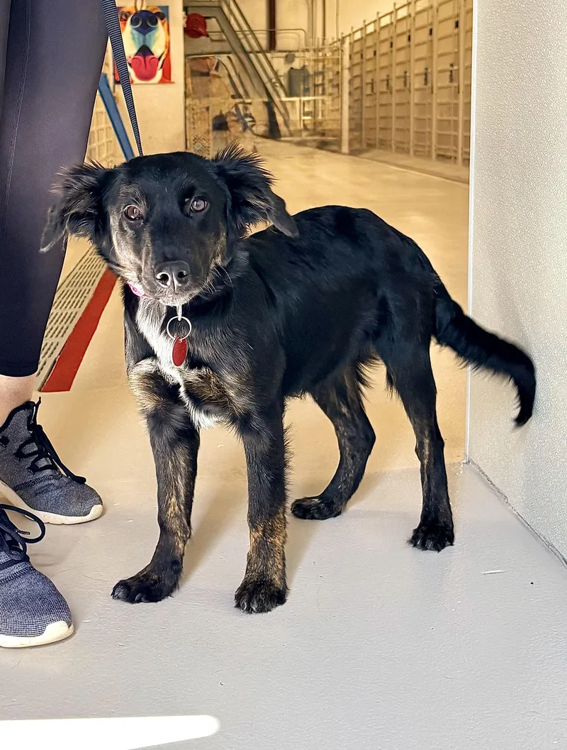 A young medium-sized female Collie dog named Gotcha for adoption in Chicago, IL