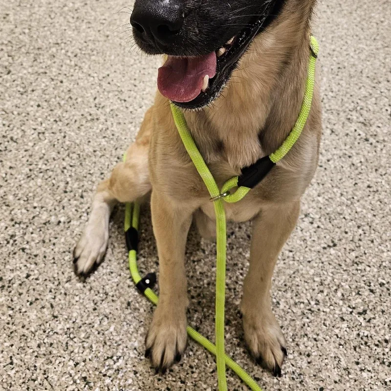 Loki