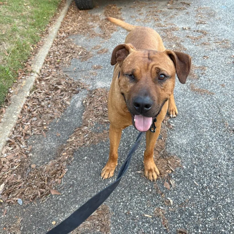An adult large-sized male Brown / Chocolate Mixed Breed dog named Strayporterstreet"bear" for adoption in Columbus, GA