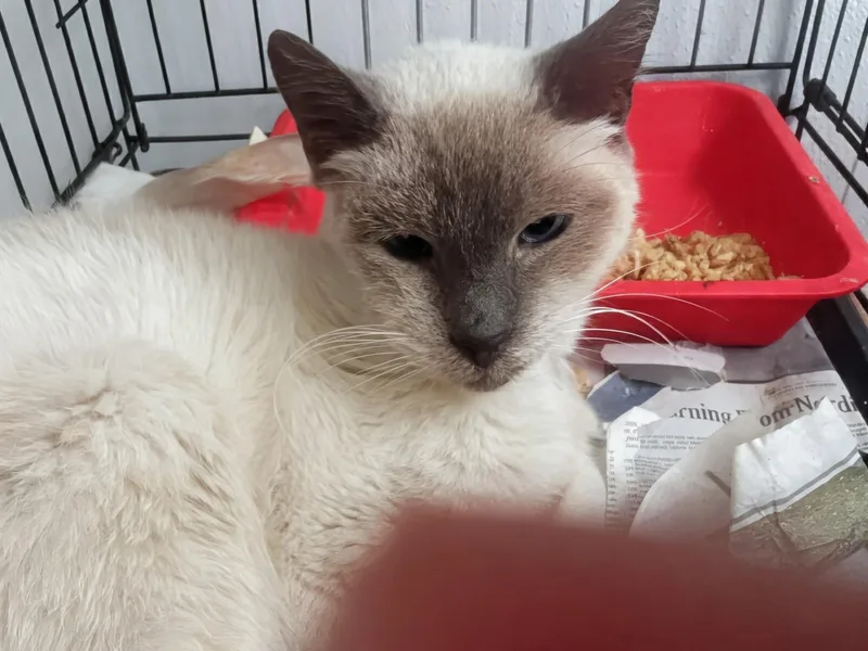 An adult medium-sized male Blue Cream Siamese cat named Niko for adoption in Venice, CA