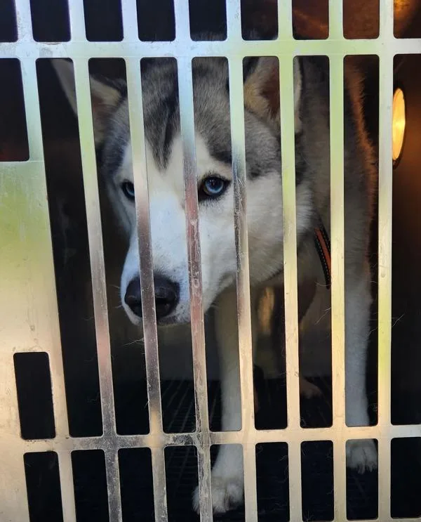 An adult large-sized male Siberian Husky dog named Zeus Ic for adoption in Lawrenceville, GA