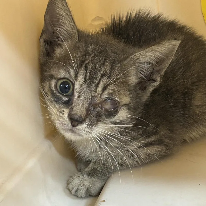 A baby small-sized male Domestic Short Hair cat named Georgie for adoption in Newark, NJ