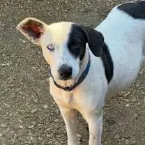 An adult medium-sized female White / Cream Australian Cattle Dog / Blue Heeler dog named Spiritmeet Me! for adoption in Watertown, CT