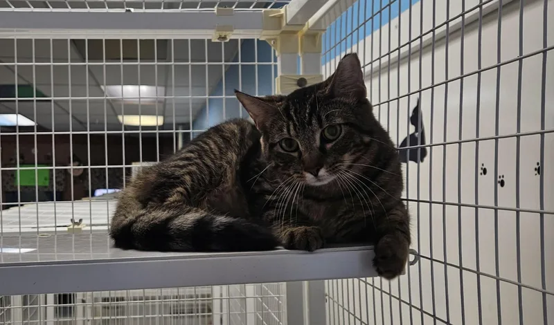 A young medium-sized male Domestic Short Hair cat named Keaton for adoption in Claremont, NH