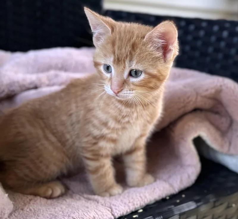 A baby medium-sized male Tabby (Orange / Red) Domestic Short Hair cat named Happy for adoption in Bardstown, KY