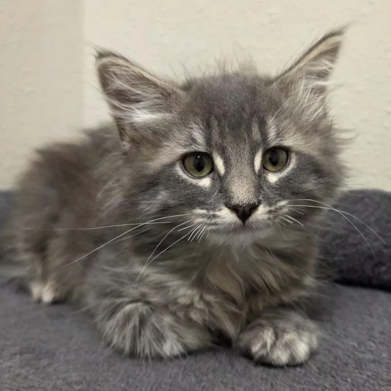 A young medium-sized male Domestic Long Hair cat named Dakota for adoption in Yankton, SD