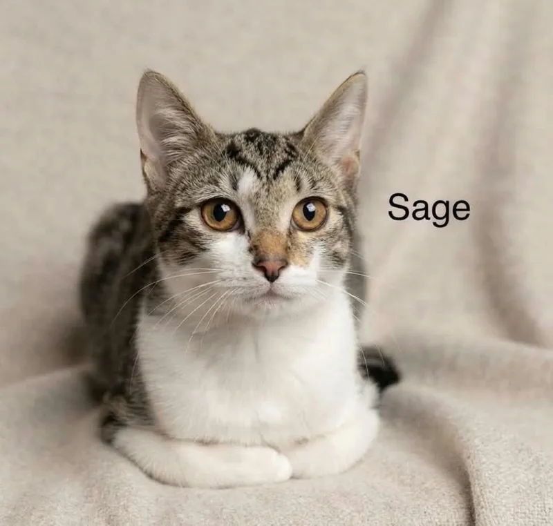 Sage thumbnail 2