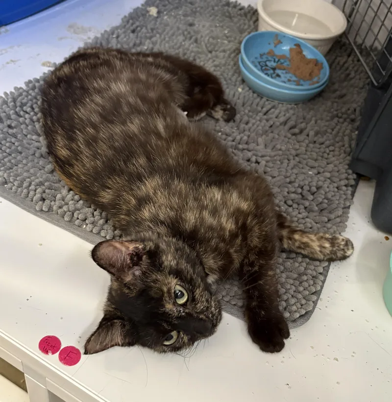 A young medium-sized female Tortoiseshell cat named Roxy for adoption in Medford, OR