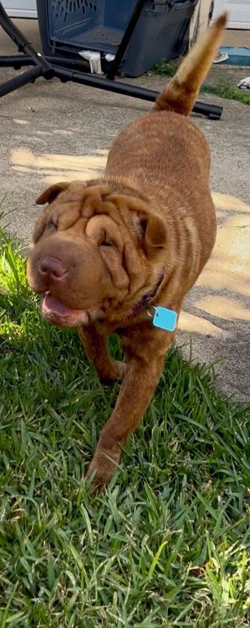 A young medium-sized female Shar-Pei dog named Mango for adoption in Lake Forest, CA