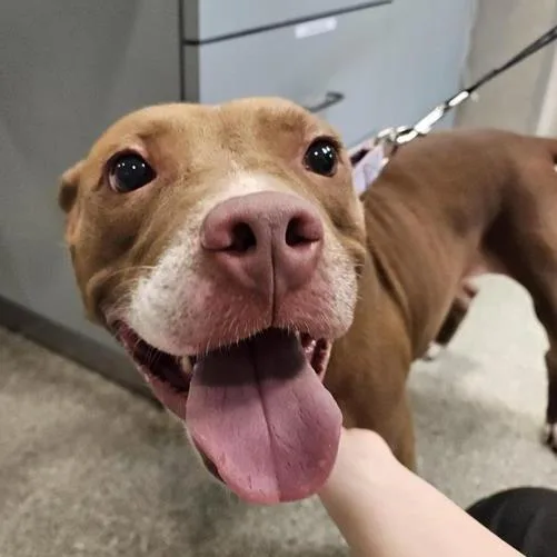 An adult medium-sized female Mixed Breed dog named Alani for adoption in Jacksonville, FL