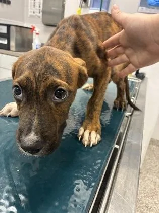 A baby small-sized male Terrier dog named Bowie for adoption in Gastonia, NC