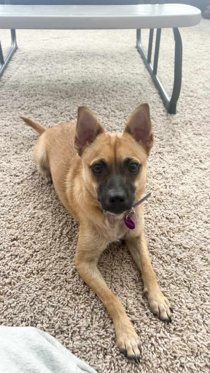 A young small-sized male Apricot / Beige Chihuahua dog named Drew for adoption in West Hollywood, CA