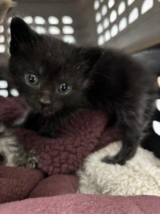 A baby small-sized male Domestic Short Hair cat named Night Wing for adoption in Cumming, GA