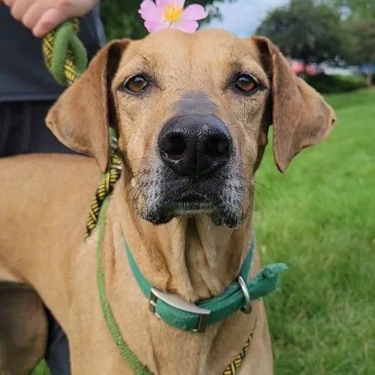 A senior medium-sized female Yellow / Tan / Blond / Fawn Rhodesian Ridgeback dog named Shirley Temple for adoption in Matteson, IL