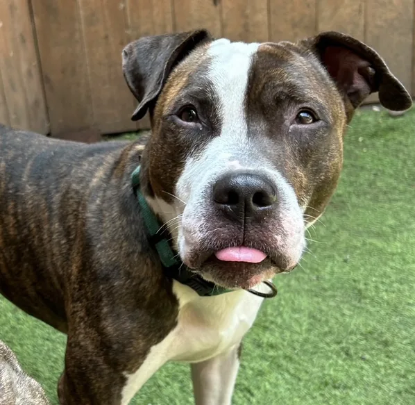 Mr. Knight thumbnail 2