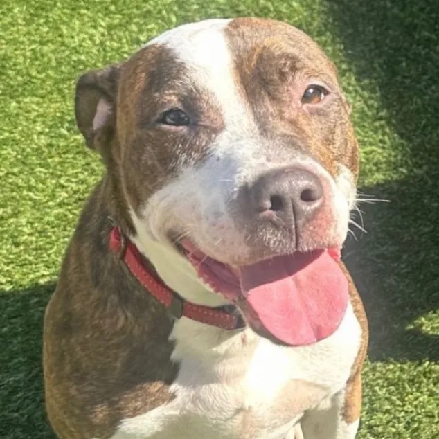 Mr. Knight thumbnail 4