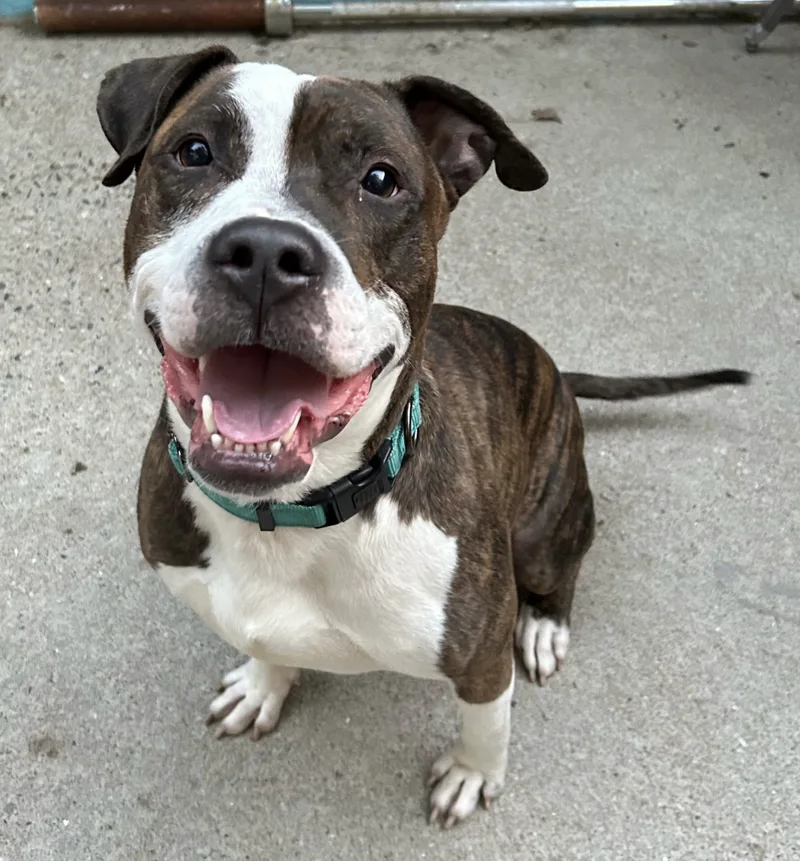 Mr. Knight thumbnail 5