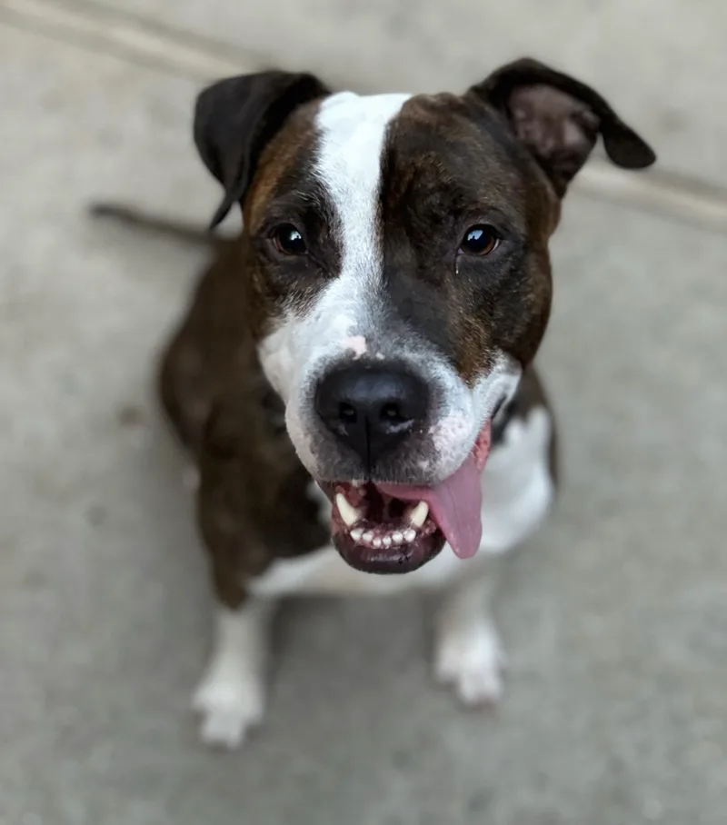 Mr. Knight thumbnail 6