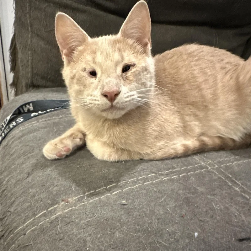 A young medium-sized male Buff / Tan / Fawn Domestic Short Hair cat named Mercury for adoption in Chicago, IL