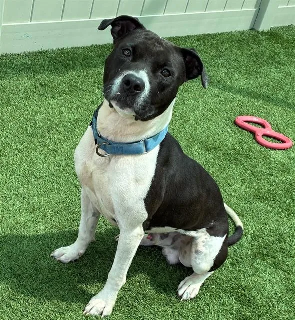 An adult large-sized male Pit Bull Terrier dog named Jackson for adoption in Sarasota, FL