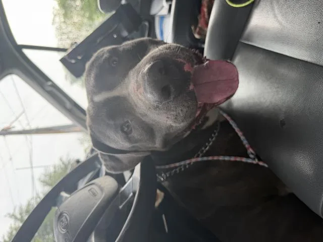 A young large-sized male Pit Bull Terrier dog named Rookie for adoption in Dallas, TX