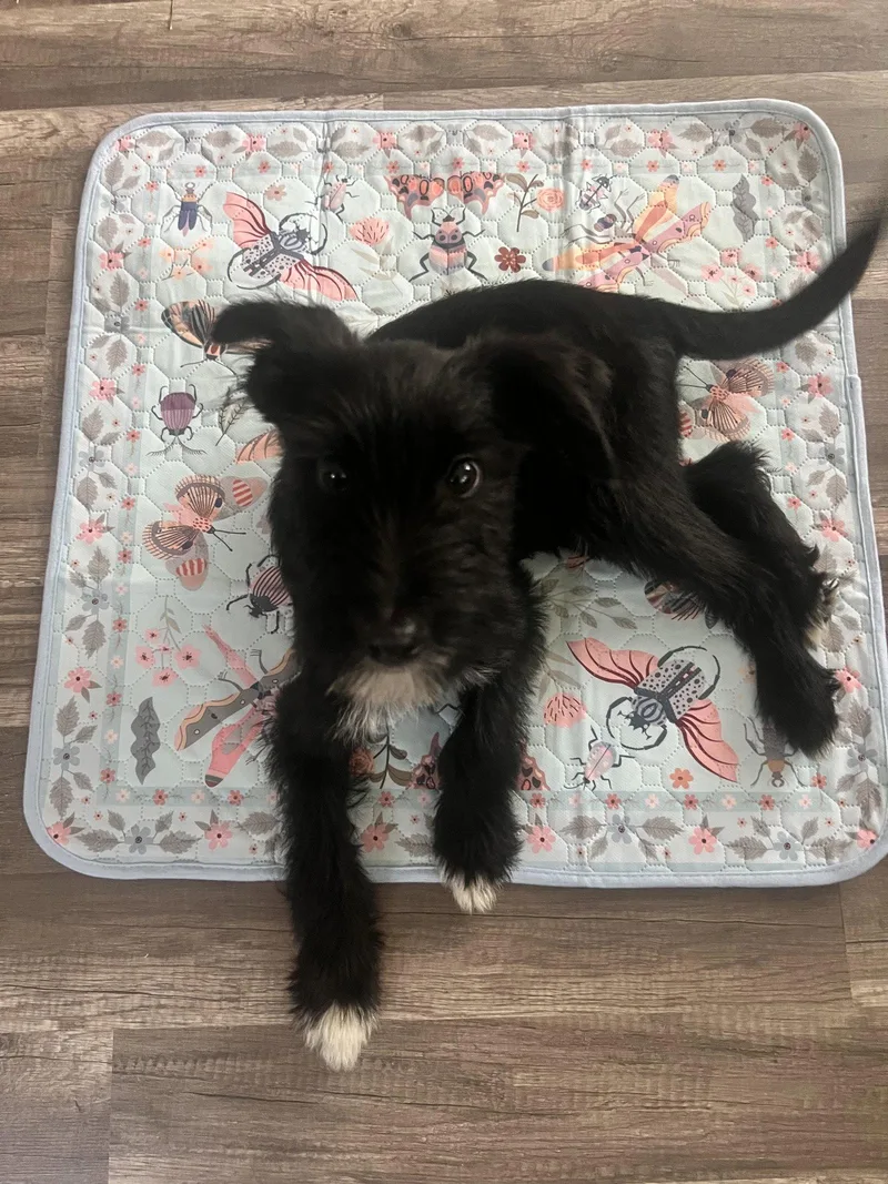 A baby medium-sized male Airedale Terrier dog named Chancho for adoption in Wheaton, IL