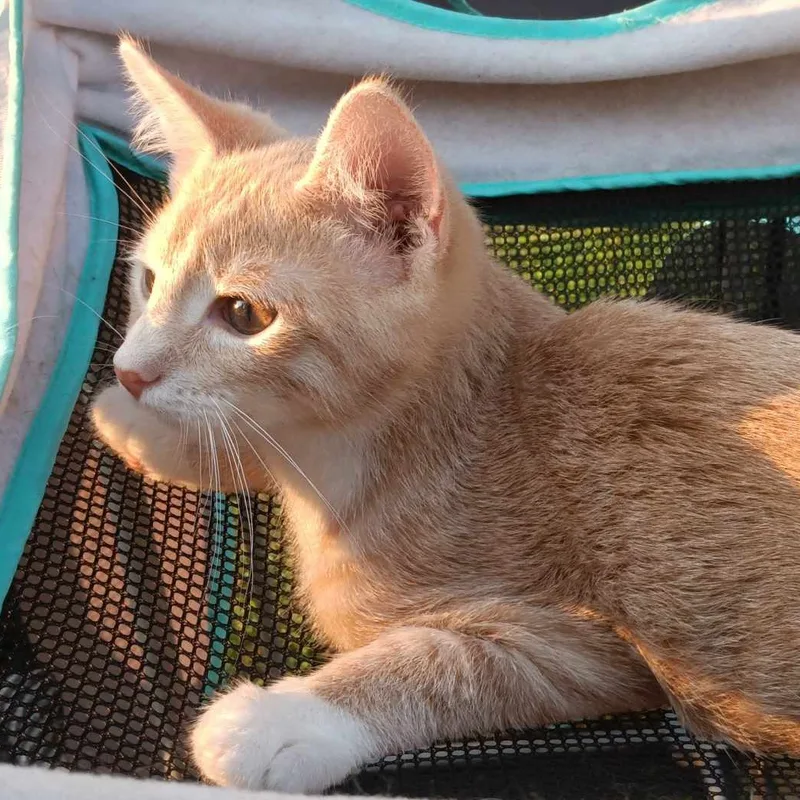 Maverick thumbnail 2